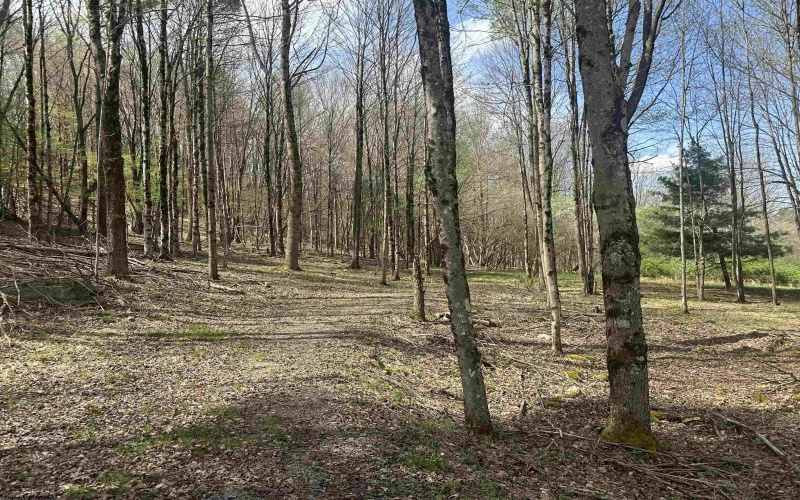 Lot 2 Bonner Mountain Road, Red Creek, West Virginia 26263, ,Lots/land,For Sale,Bonner Mountain,10164324