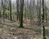 Lot 2 Bonner Mountain Road, Red Creek, West Virginia 26263, ,Lots/land,For Sale,Bonner Mountain,10164324
