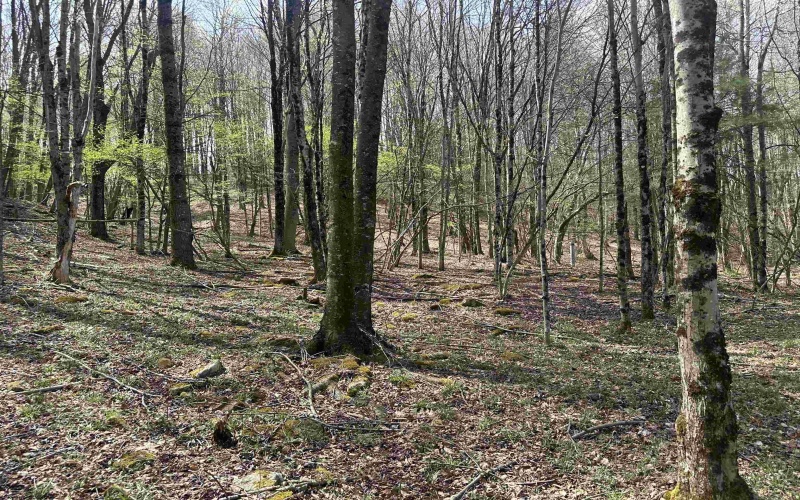 Lot 2 Bonner Mountain Road, Red Creek, West Virginia 26263, ,Lots/land,For Sale,Bonner Mountain,10164324