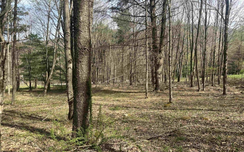 Lot 2 Bonner Mountain Road, Red Creek, West Virginia 26263, ,Lots/land,For Sale,Bonner Mountain,10164324