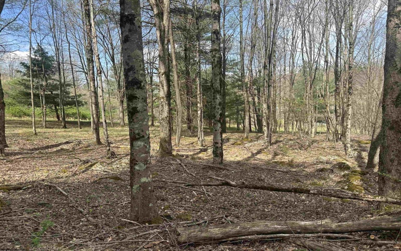 Lot 2 Bonner Mountain Road, Red Creek, West Virginia 26263, ,Lots/land,For Sale,Bonner Mountain,10164324