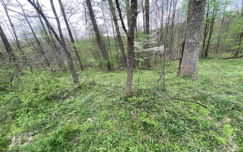 Lot 5 Run Circle, Four States, West Virginia 26572, ,Lots/land,For Sale,Run,10164351