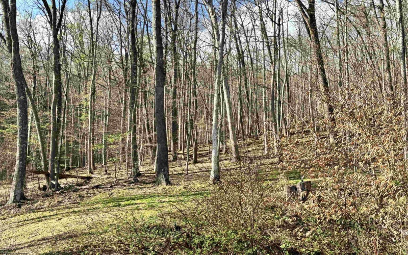 1021 Clover Run Road, Montrose, West Virginia 26283, 3 Bedrooms Bedrooms, 8 Rooms Rooms,1 BathroomBathrooms,Single Family Detached,For Sale,Clover Run,10164358