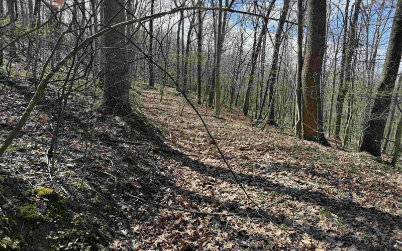 TBD Behlar Road, Maidsville, West Virginia 26570, ,Lots/land,For Sale,Behlar,10164365