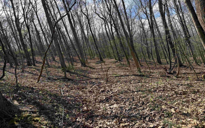 TBD Behlar Road, Maidsville, West Virginia 26570, ,Lots/land,For Sale,Behlar,10164365