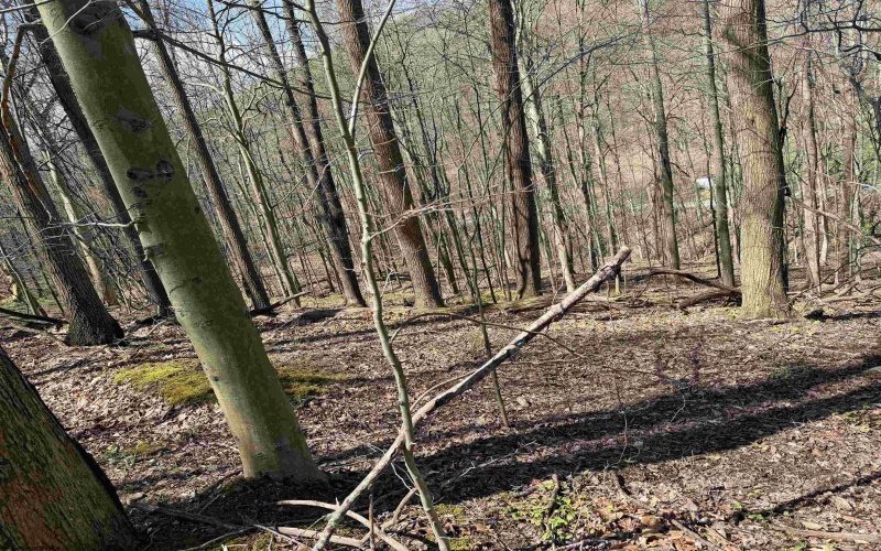 TBD Behlar Road, Maidsville, West Virginia 26570, ,Lots/land,For Sale,Behlar,10164365