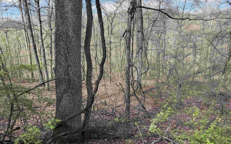 TBD Behlar Road, Maidsville, West Virginia 26570, ,Lots/land,For Sale,Behlar,10164365