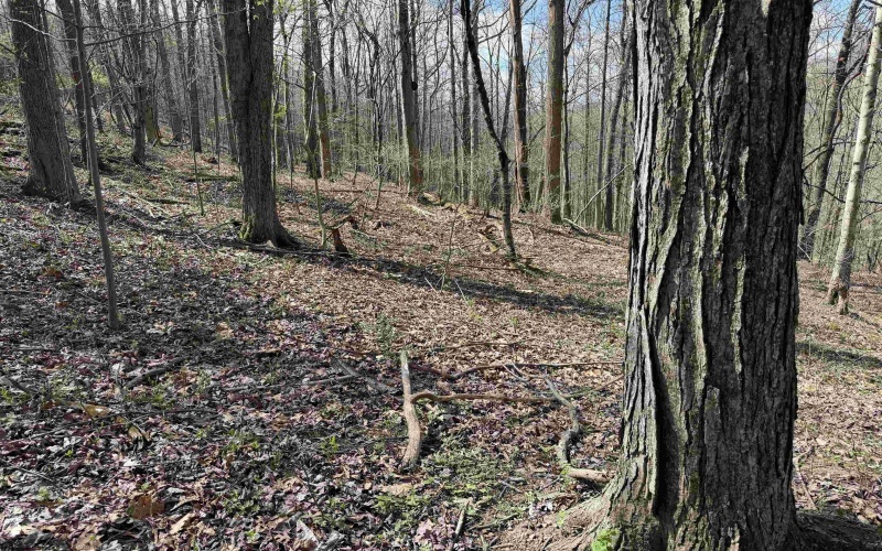 TBD Behlar Road, Maidsville, West Virginia 26570, ,Lots/land,For Sale,Behlar,10164365