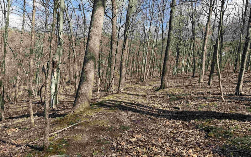 TBD Behlar Road, Maidsville, West Virginia 26570, ,Lots/land,For Sale,Behlar,10164365