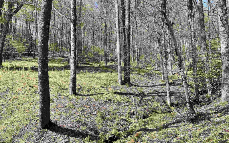 170 Gregorytown Road, Rock Cave, West Virginia 26234, 2 Bedrooms Bedrooms, 7 Rooms Rooms,1 BathroomBathrooms,Single Family Detached,For Sale,Gregorytown,10164366