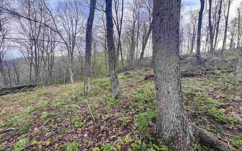 Lot 1 Low Gap Run Road, Littleton, West Virginia 26581, ,Lots/land,For Sale,Low Gap Run,10164389