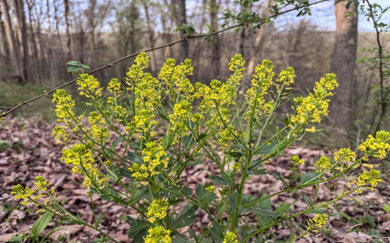 Lot 1 Low Gap Run Road, Littleton, West Virginia 26581, ,Lots/land,For Sale,Low Gap Run,10164389