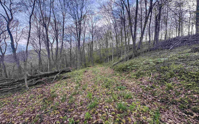 Lot 1 Low Gap Run Road, Littleton, West Virginia 26581, ,Lots/land,For Sale,Low Gap Run,10164389