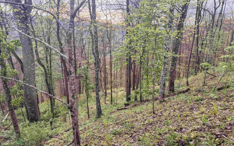 Lot 1 Low Gap Run Road, Littleton, West Virginia 26581, ,Lots/land,For Sale,Low Gap Run,10164389