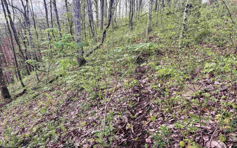 Lot 1 Low Gap Run Road, Littleton, West Virginia 26581, ,Lots/land,For Sale,Low Gap Run,10164389