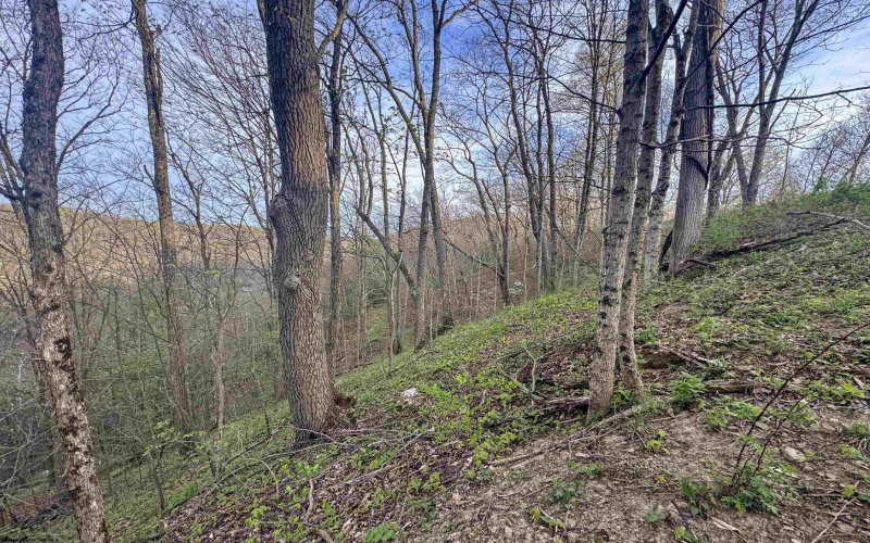 Lot 1 Low Gap Run Road, Littleton, West Virginia 26581, ,Lots/land,For Sale,Low Gap Run,10164389