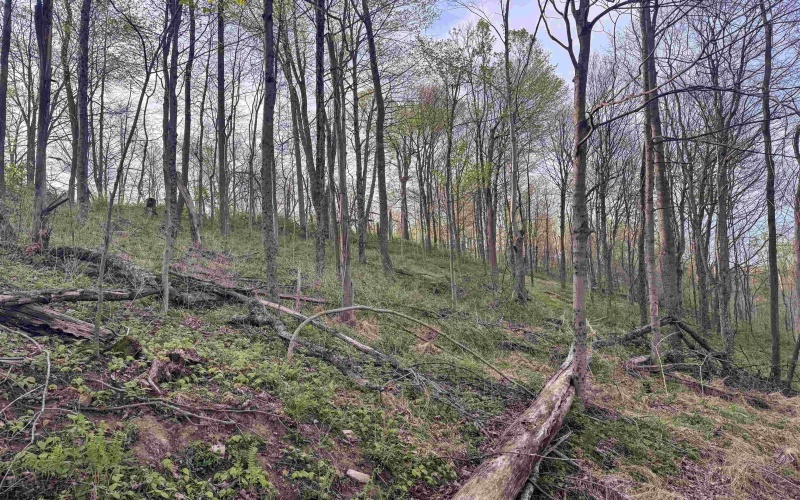 Lot 1 Low Gap Run Road, Littleton, West Virginia 26581, ,Lots/land,For Sale,Low Gap Run,10164389