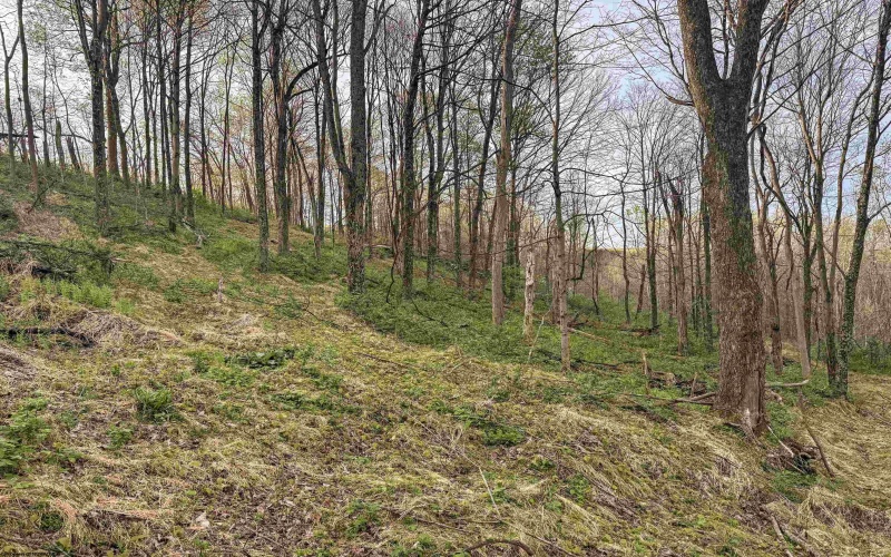 Lot 1 Low Gap Run Road, Littleton, West Virginia 26581, ,Lots/land,For Sale,Low Gap Run,10164389