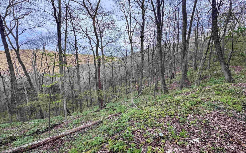 Lot 1 Low Gap Run Road, Littleton, West Virginia 26581, ,Lots/land,For Sale,Low Gap Run,10164389