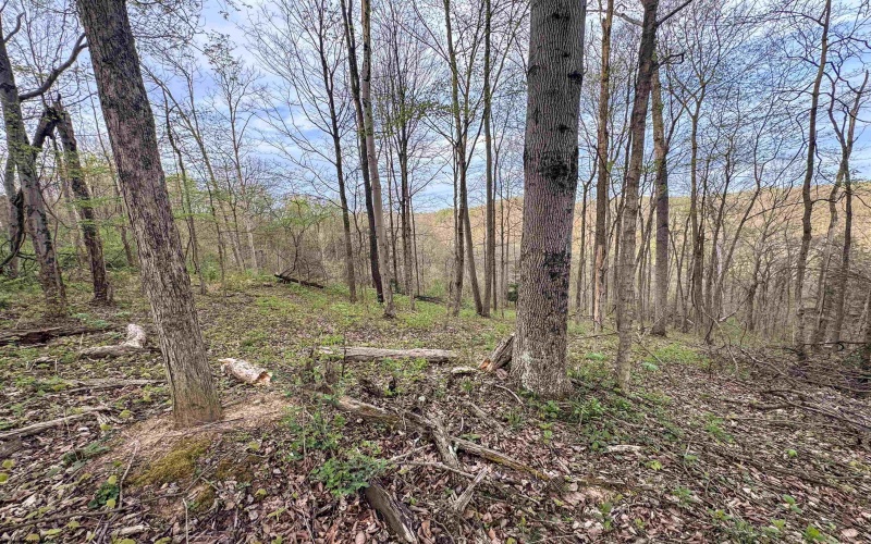 Lot 1 Low Gap Run Road, Littleton, West Virginia 26581, ,Lots/land,For Sale,Low Gap Run,10164389