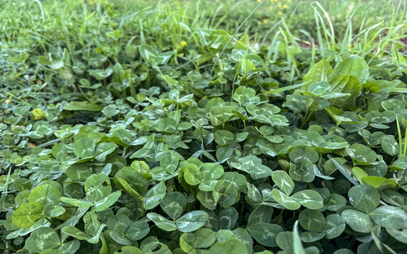 Lot 1 Low Gap Run Road, Littleton, West Virginia 26581, ,Lots/land,For Sale,Low Gap Run,10164389