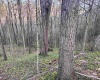 Lot 1 Low Gap Run Road, Littleton, West Virginia 26581, ,Lots/land,For Sale,Low Gap Run,10164389