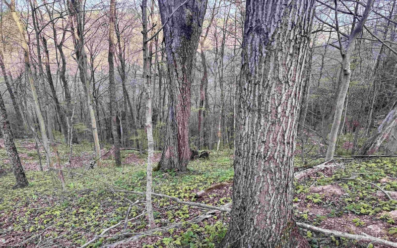 Lot 1 Low Gap Run Road, Littleton, West Virginia 26581, ,Lots/land,For Sale,Low Gap Run,10164389