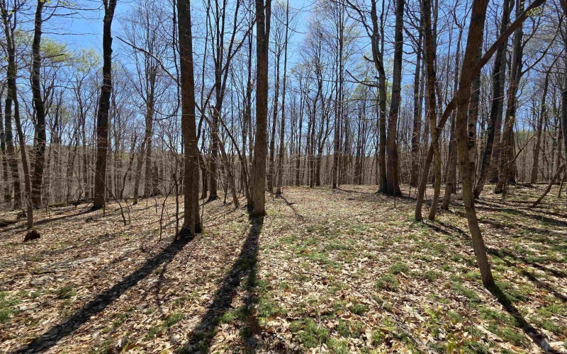 Lot 6 Deerbrook Estates, Belington, West Virginia 26250, ,Lots/land,For Sale,Deerbrook,10164395