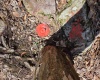 Lot 6 Deerbrook Estates, Belington, West Virginia 26250, ,Lots/land,For Sale,Deerbrook,10164395