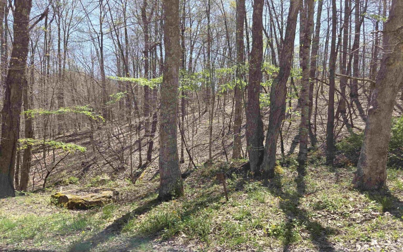 Lot 6 Deerbrook Estates, Belington, West Virginia 26250, ,Lots/land,For Sale,Deerbrook,10164395