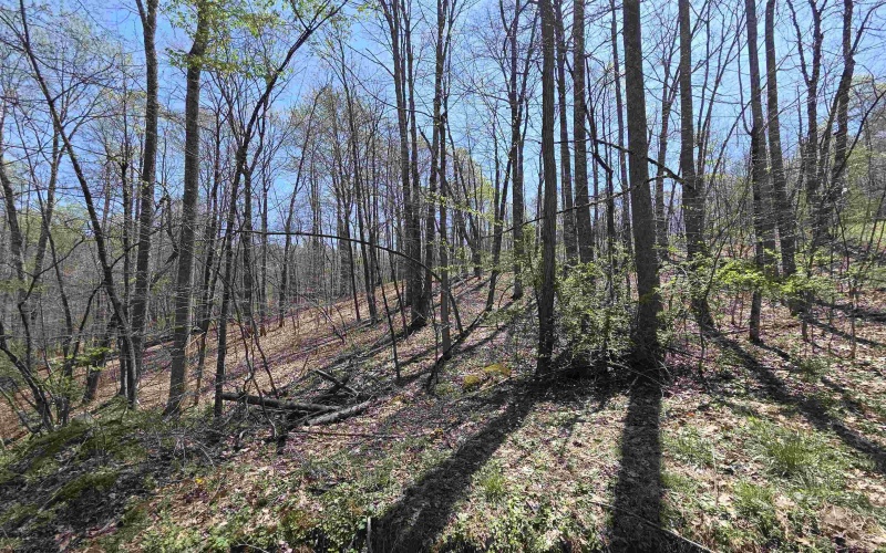 Lot 6 Deerbrook Estates, Belington, West Virginia 26250, ,Lots/land,For Sale,Deerbrook,10164395