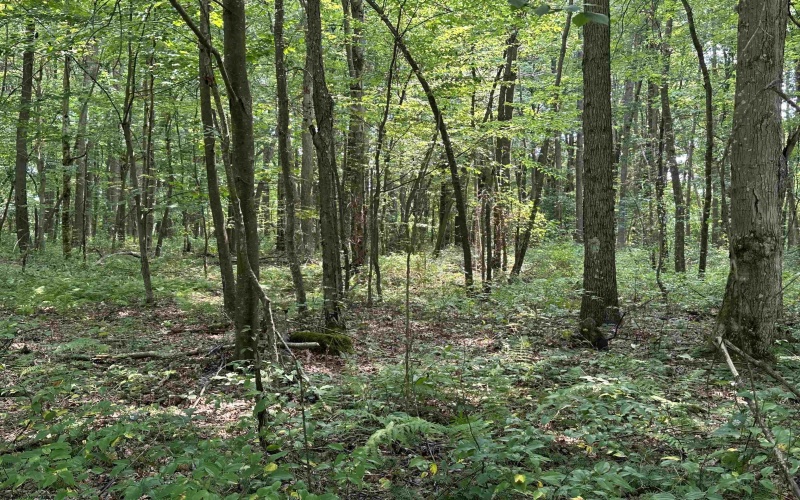 31 Oak Drive, Albright, West Virginia 26519, ,Lots/land,For Sale,Oak,10164398