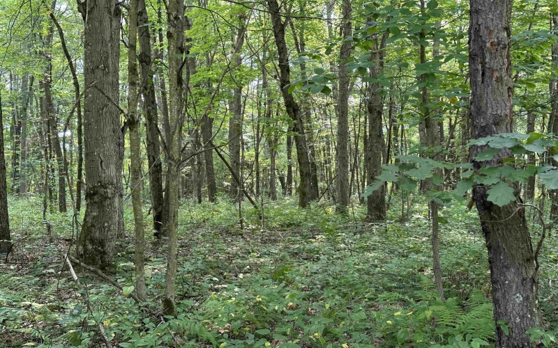 31 Oak Drive, Albright, West Virginia 26519, ,Lots/land,For Sale,Oak,10164398