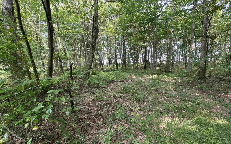 32 Oak Drive, Albright, West Virginia 26519, ,Lots/land,For Sale,Oak,10164399