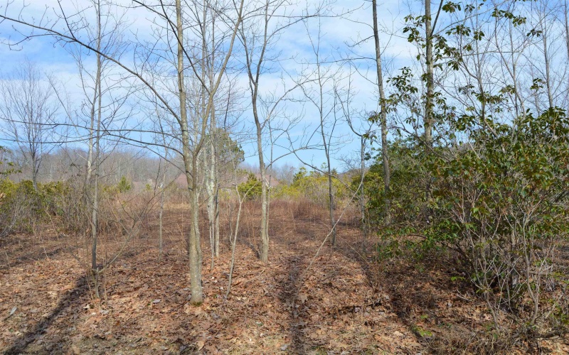 Lots 4 & 3 Grosbeak Drive, Terra Alta, West Virginia 26764, ,Lots/land,For Sale,Grosbeak,10164428