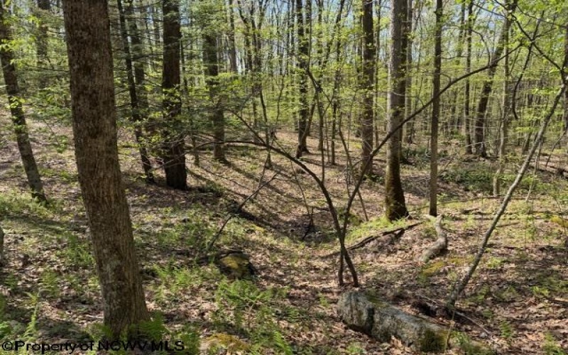 TBT Main Street, Montrose, West Virginia 26283, ,Lots/land,For Sale,Main,10164425