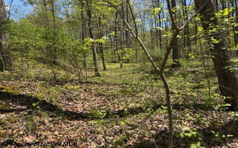 TBT Main Street, Montrose, West Virginia 26283, ,Lots/land,For Sale,Main,10164425