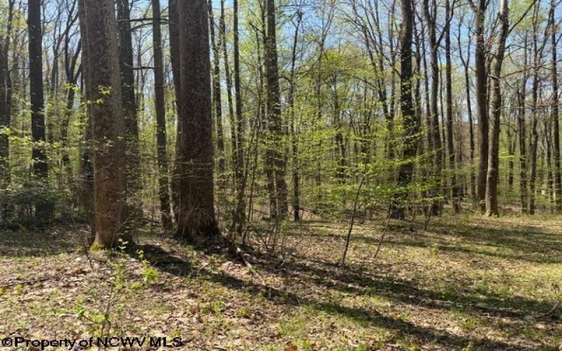 TBT Main Street, Montrose, West Virginia 26283, ,Lots/land,For Sale,Main,10164425