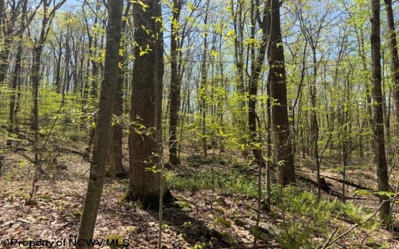 TBT Main Street, Montrose, West Virginia 26283, ,Lots/land,For Sale,Main,10164425