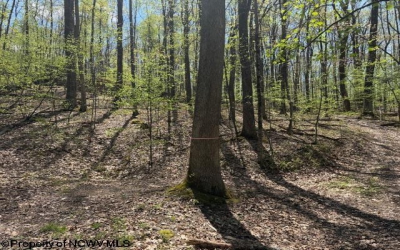 TBT Main Street, Montrose, West Virginia 26283, ,Lots/land,For Sale,Main,10164425