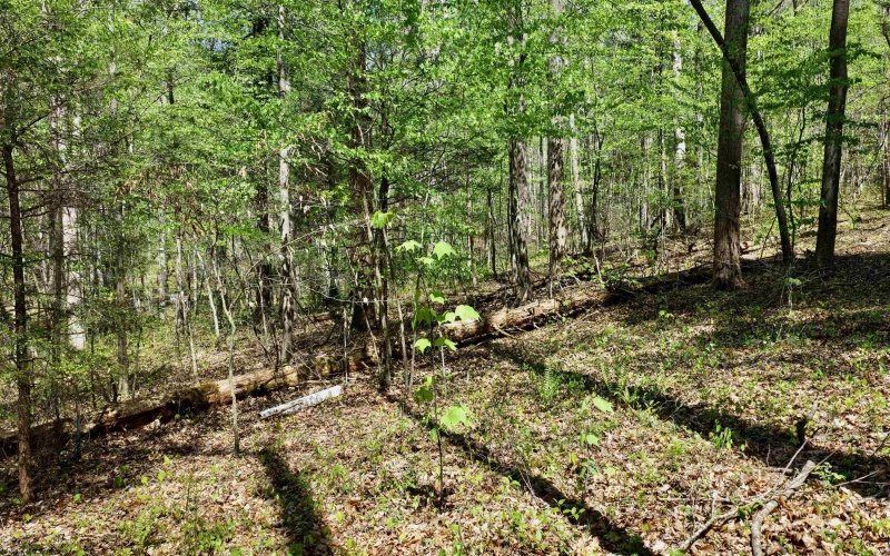 280 Peregrine Ridge Road, Lansing, West Virginia 25938, ,Lots/land,For Sale,Peregrine Ridge,10164440