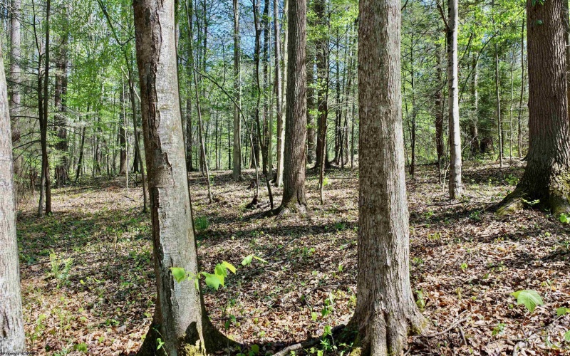 280 Peregrine Ridge Road, Lansing, West Virginia 25938, ,Lots/land,For Sale,Peregrine Ridge,10164440