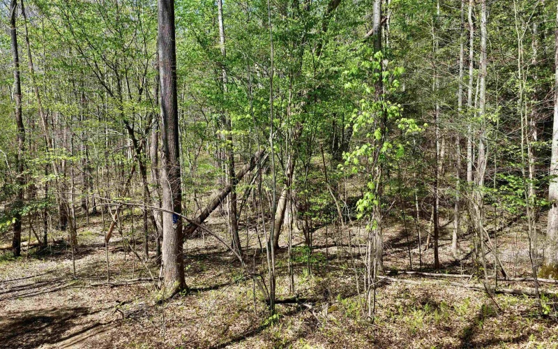 280 Peregrine Ridge Road, Lansing, West Virginia 25938, ,Lots/land,For Sale,Peregrine Ridge,10164440