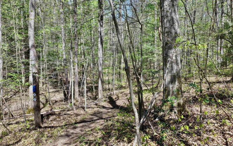 280 Peregrine Ridge Road, Lansing, West Virginia 25938, ,Lots/land,For Sale,Peregrine Ridge,10164440