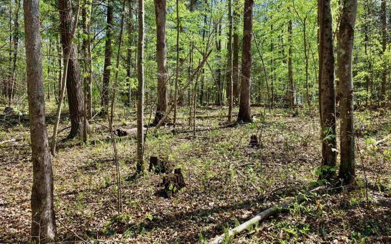 280 Peregrine Ridge Road, Lansing, West Virginia 25938, ,Lots/land,For Sale,Peregrine Ridge,10164440