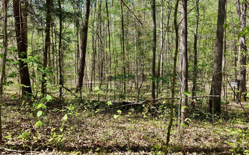 280 Peregrine Ridge Road, Lansing, West Virginia 25938, ,Lots/land,For Sale,Peregrine Ridge,10164440