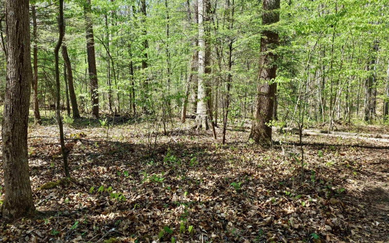 280 Peregrine Ridge Road, Lansing, West Virginia 25938, ,Lots/land,For Sale,Peregrine Ridge,10164440