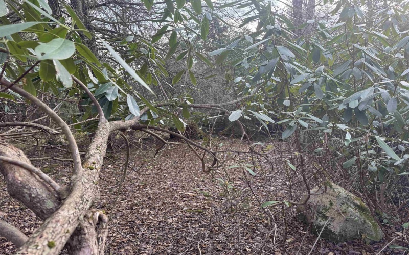 Lot 80 Gondola Court, Davis, West Virginia 26260-0000, ,Lots/land,For Sale,Gondola,10164470