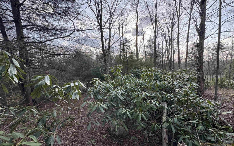 Lot 80 Gondola Court, Davis, West Virginia 26260-0000, ,Lots/land,For Sale,Gondola,10164470