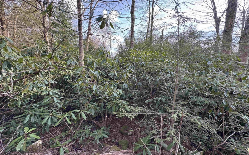 Lot 80 Gondola Court, Davis, West Virginia 26260-0000, ,Lots/land,For Sale,Gondola,10164470